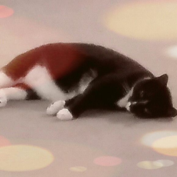 hemingwaykitten